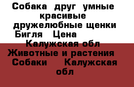 Собака- друг: умные, красивые, дружелюбные щенки Бигля › Цена ­ 15 000 - Калужская обл. Животные и растения » Собаки   . Калужская обл.